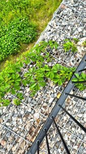 Kivikori-koynnoksella